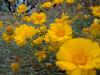 desertflower1.jpg (325717 bytes)